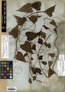 Type specimen at Edinburgh (E). Wallich, Nathaniel: 5110. Barcode: E00317910.