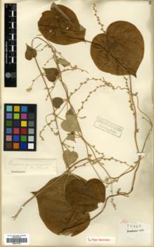 Type specimen at Edinburgh (E). Henry, Augustine: 9288A. Barcode: E00317912.