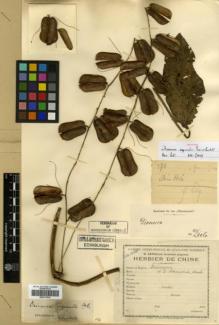 Type specimen at Edinburgh (E). Esquirol, Joseph: 970. Barcode: E00317918.