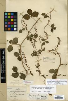 Type specimen at Edinburgh (E). Maire, Edouard-Ernest: . Barcode: E00317919.