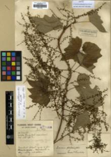 Type specimen at Edinburgh (E). Forrest, George: 15069. Barcode: E00317922.