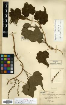 Type specimen at Edinburgh (E). Maire, Edouard-Ernest: . Barcode: E00317927.