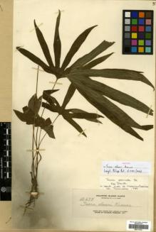 Type specimen at Edinburgh (E). Elmer, Adolph: 12679. Barcode: E00317932.