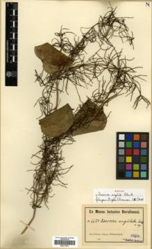 Type specimen at Edinburgh (E). Ledermann, Carl: 6674. Barcode: E00317933.