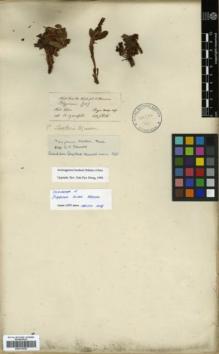 Type specimen at Edinburgh (E). Hooker, Joseph: 70. Barcode: E00317936.