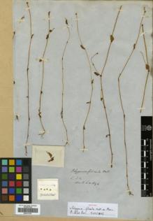 Type specimen at Edinburgh (E). Wallich, Nathaniel: 1694. Barcode: E00317939.