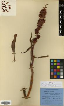 Type specimen at Edinburgh (E). Ludlow, Frank; Sherriff, George: 8477. Barcode: E00317940.