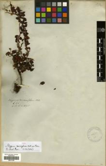 Type specimen at Edinburgh (E). Wallich, Nathaniel: 1695. Barcode: E00317946.