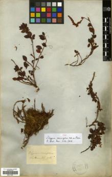 Type specimen at Edinburgh (E). Blinkworth, Robert: 1695. Barcode: E00317947.