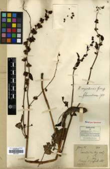 Type specimen at Edinburgh (E). Esquirol, Joseph: 520. Barcode: E00317951.