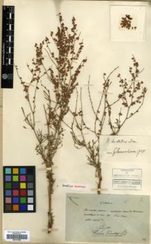 Type specimen at Edinburgh (E). Maire, Edouard-Ernest: 1. Barcode: E00317952.