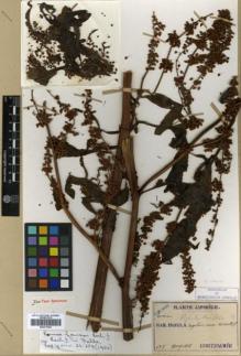 Type specimen at Edinburgh (E). Faurie, Urbain: 652. Barcode: E00317953.
