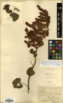 Type specimen at Edinburgh (E). Maire, Edouard-Ernest: . Barcode: E00317954.