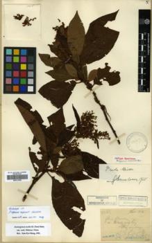 Type specimen at Edinburgh (E). Esquirol, Joseph: 1065. Barcode: E00317956.