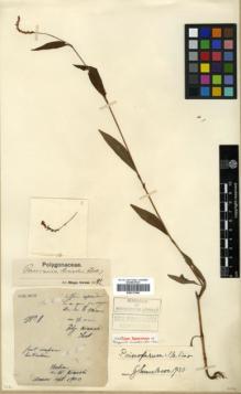 Type specimen at Edinburgh (E). Kinashi, M: 1. Barcode: E00317960.