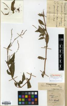 Type specimen at Edinburgh (E). Kinashi, M: 3. Barcode: E00317961.
