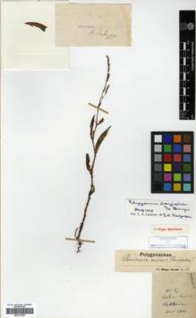 Type specimen at Edinburgh (E). Kinashi, M: 2. Barcode: E00317962.