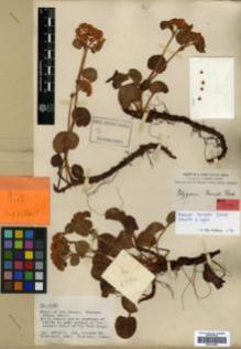 Type specimen at Edinburgh (E). Forrest, George: 4590. Barcode: E00317965.