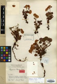Type specimen at Edinburgh (E). Forrest, George: 2911. Barcode: E00317966.