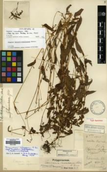 Type specimen at Edinburgh (E). Cavalerie, Pierre: 2550. Barcode: E00317968.