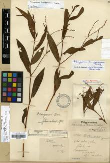 Type specimen at Edinburgh (E). Chanet, Louis: 86. Barcode: E00317970.