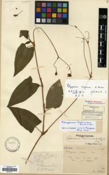 Type specimen at Edinburgh (E). Bodinier, Emile: 1409. Barcode: E00317971.