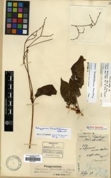 Type specimen at Edinburgh (E). Faurie, Urbain: 570. Barcode: E00317972.