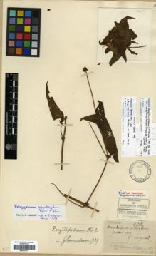 Type specimen at Edinburgh (E). Esquirol, Joseph: 2688. Barcode: E00317973.