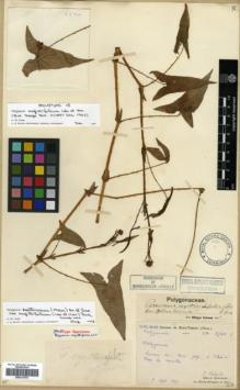 Type specimen at Edinburgh (E). Laborde, J.; Bodinier, Emile: 2720. Barcode: E00317974.