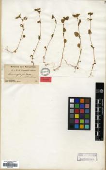 Type specimen at Edinburgh (E). Przewalski, Nikolai: . Barcode: E00317975.