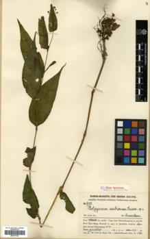 Type specimen at Edinburgh (E). Handel-Mazzetti, Heinrich: 9350. Barcode: E00317976.