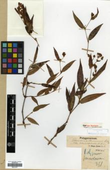 Type specimen at Edinburgh (E). Maire, Edouard-Ernest: 351. Barcode: E00317977.