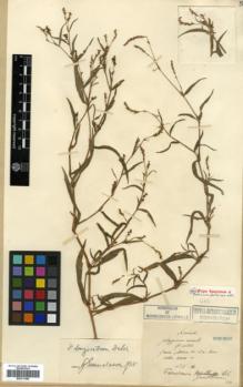 Type specimen at Edinburgh (E). Maire, Edouard-Ernest: . Barcode: E00317980.