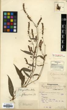 Type specimen at Edinburgh (E). Bodinier, Emile: 1989. Barcode: E00317981.
