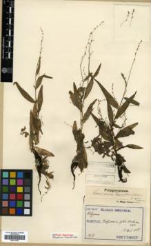 Type specimen at Edinburgh (E). Taquet, Emile: 1318. Barcode: E00317982.