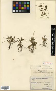 Type specimen at Edinburgh (E). Taquet, Emile: 1320. Barcode: E00317985.