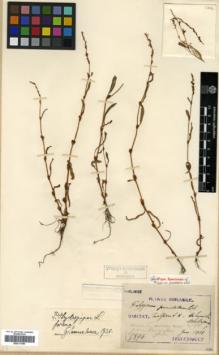Type specimen at Edinburgh (E). Taquet, Emile: 5896. Barcode: E00317986.