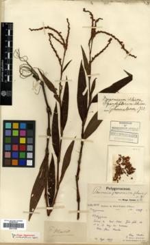 Type specimen at Edinburgh (E). Martin, Léon; Bodinier, Emile: 1887. Barcode: E00317987.