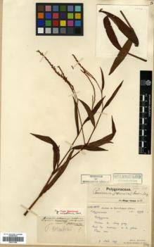 Type specimen at Edinburgh (E). Bodinier, Emile: 1773. Barcode: E00317988.