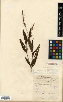 Type specimen at Edinburgh (E). Bodinier, Emile: 1887/2496. Barcode: E00317989.