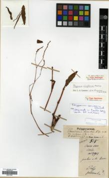 Type specimen at Edinburgh (E). Faurie, Urbain: 555. Barcode: E00317991.