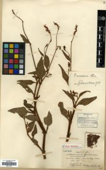 Type specimen at Edinburgh (E). Maire, Edouard-Ernest: . Barcode: E00317993.