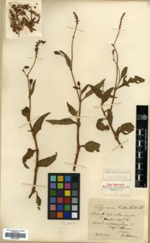Type specimen at Edinburgh (E). Maire, Edouard-Ernest: . Barcode: E00317994.