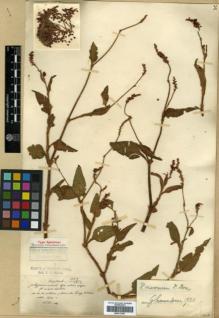 Type specimen at Edinburgh (E). Maire, Edouard-Ernest: . Barcode: E00317995.
