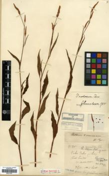 Type specimen at Edinburgh (E). Chanet, Louis: 85. Barcode: E00317997.