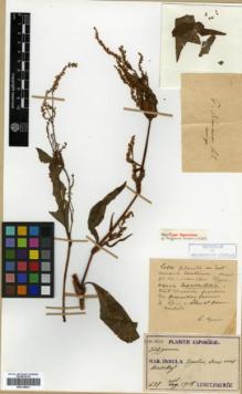 Type specimen at Edinburgh (E). Faurie, Urbain: 637. Barcode: E00318001.