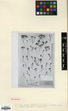 Type specimen at Edinburgh (E). Hohenacker, Rudolph: 269. Barcode: E00318013.