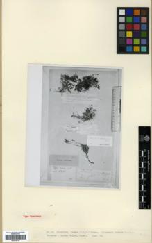 Type specimen at Edinburgh (E). Meyer, C.A.: . Barcode: E00318019.