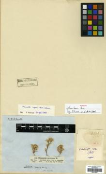 Type specimen at Edinburgh (E). Schimper, Wilhelm: 416. Barcode: E00318024.