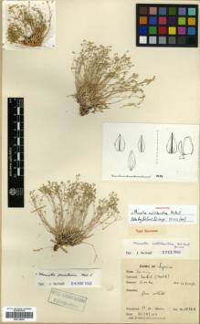 Type specimen at Edinburgh (E). Davis, Peter: 6586A. Barcode: E00318025.